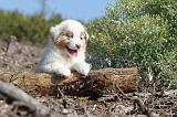 BERGER AUSTRALIEN PUPPIES 021